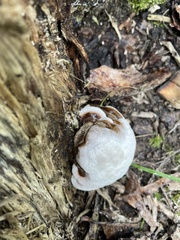 Ganoderma