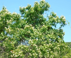 Koanophyllon albicaule