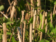 Erythemis simplicicollis