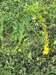 Solidago ulmifolia