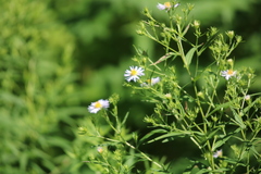 Symphyotrichum firmum