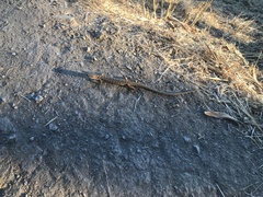 Elgaria multicarinata