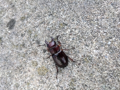 Lucanus capreolus