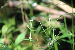 Epilobium leptophyllum