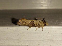 Acrolophus piger