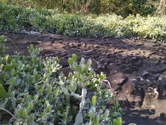 Euphorbia antiquorum