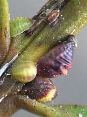 Madarococcus totarae