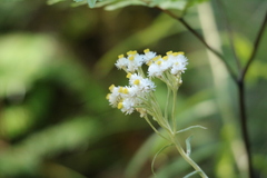 Anaphalis margaritacea