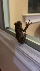Hyla versicolor