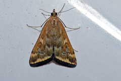 Loxostege cereralis
