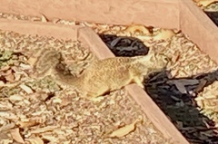 Otospermophilus beecheyi