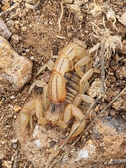 Paravaejovis spinigerus