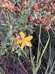 Hypericum perforatum