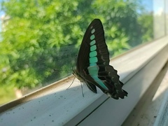 Graphium sarpedon