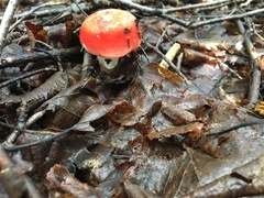 Russula paludosa