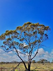 Eucalyptus oleosa oleosa
