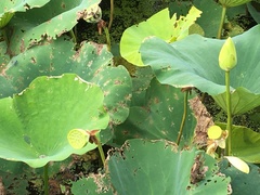 Nelumbo lutea