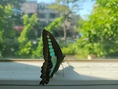 Graphium sarpedon