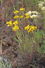Eriophyllum lanatum integrifolium