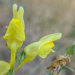 Linaria dalmatica