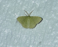 Chlorochlamys phyllinaria