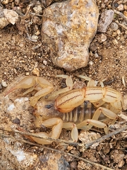 Paravaejovis spinigerus