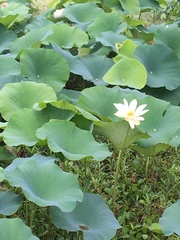 Nelumbo lutea