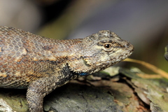 Sceloporus undulatus