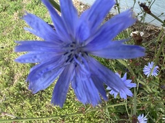 Cichorium intybus