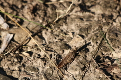 Dissosteira carolina