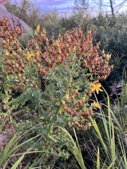 Hypericum perforatum