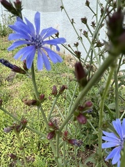 Cichorium intybus