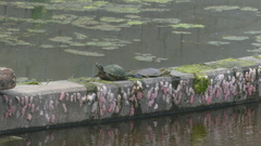 Apalone spinifera pallida