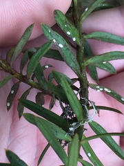 Madarococcus totarae