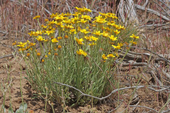 Eriophyllum lanatum integrifolium