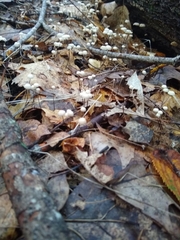 Marasmius capillaris