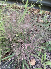 Eragrostis spectabilis