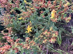 Hypericum perforatum