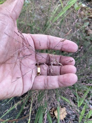 Eragrostis spectabilis