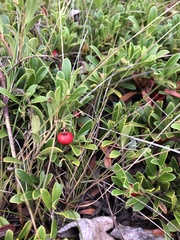 Arctostaphylos uva-ursi