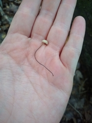 Marasmius capillaris