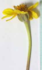 Eriophyllum lanatum integrifolium