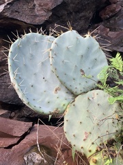 Opuntia robusta