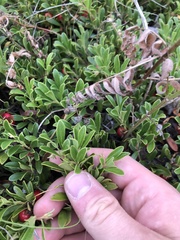 Arctostaphylos uva-ursi
