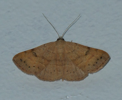 Hemeroplanis punitalis