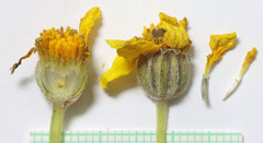 Eriophyllum lanatum integrifolium