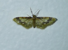 Idaea skinnerata