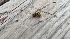 Vespula pensylvanica