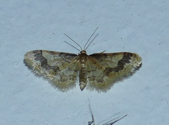 Idaea skinnerata