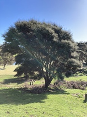 Kunzea